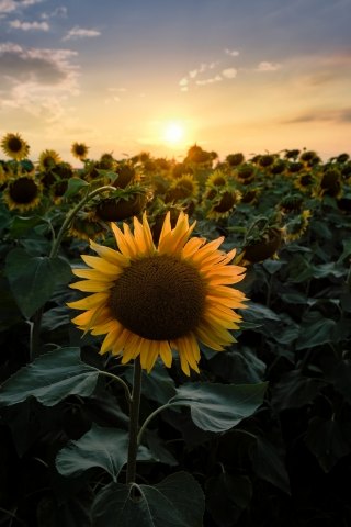 Sunflowers at sunset in Milan countryside, Italy