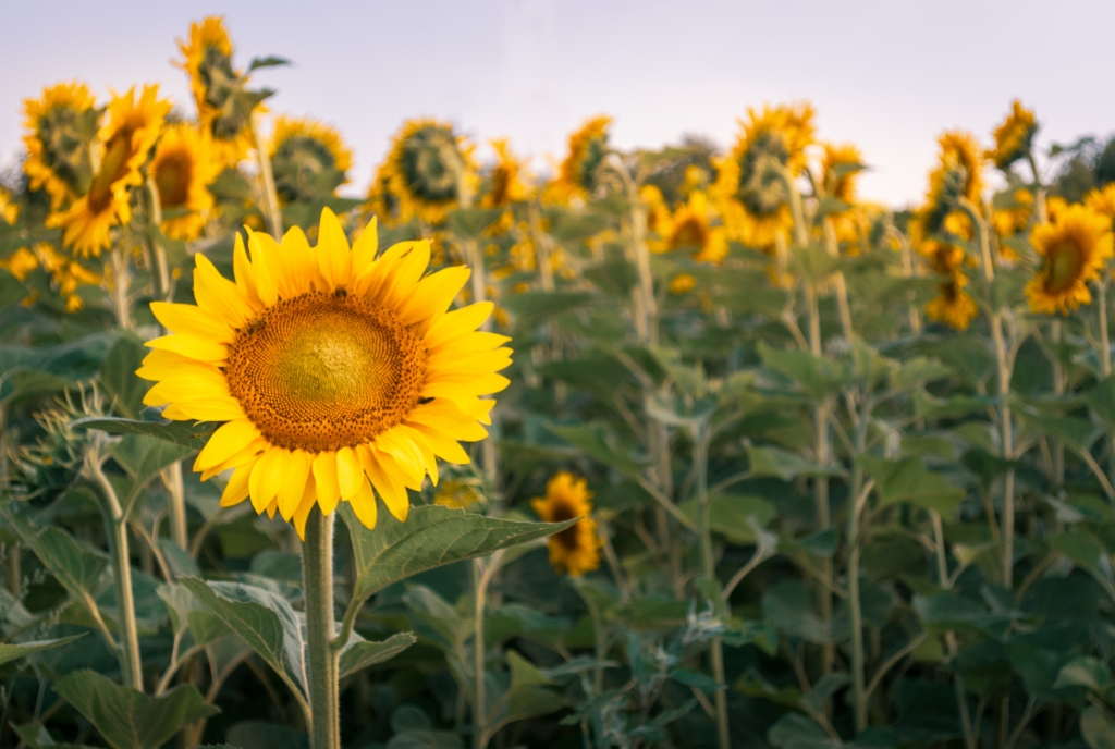 Girasole 1