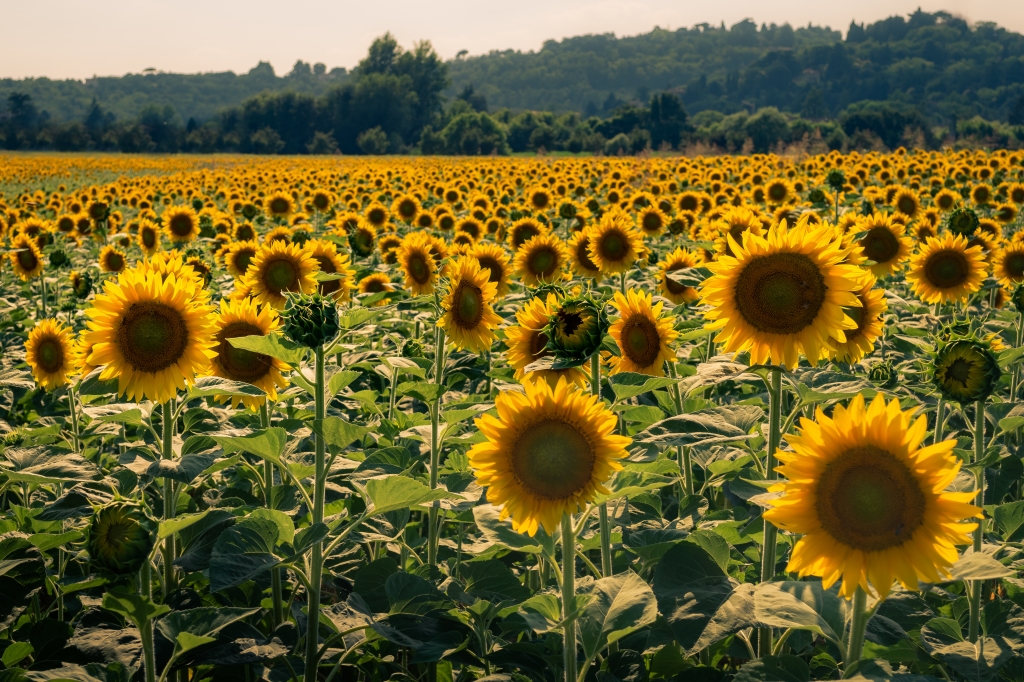 Girasoli