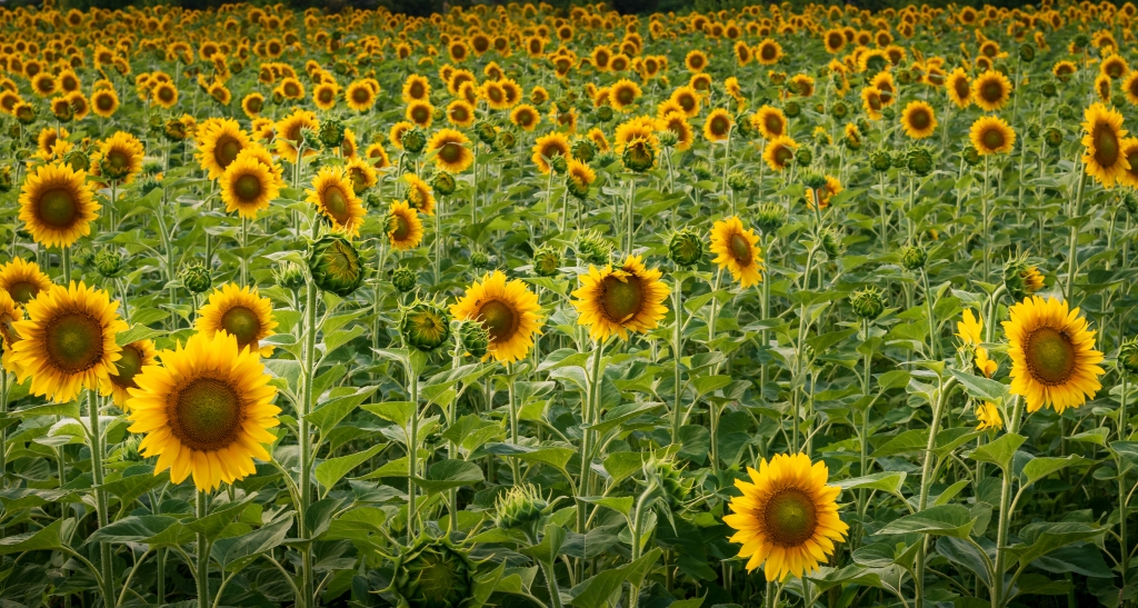 Mare di girasoli