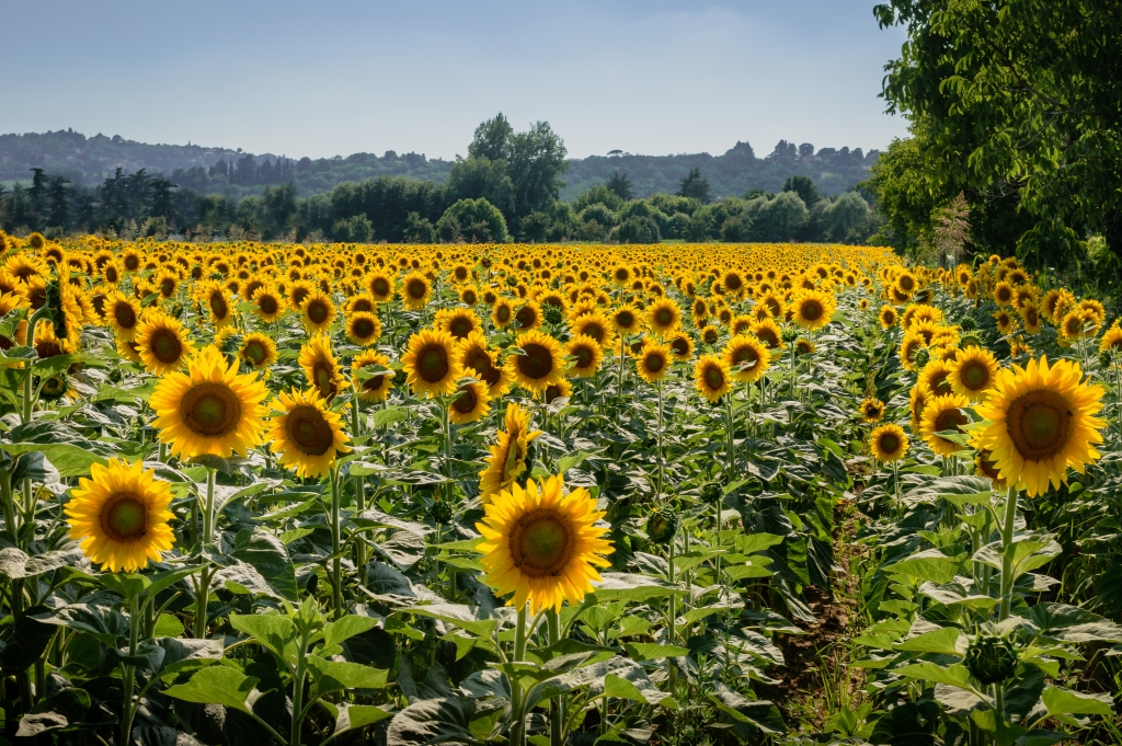 Girasoli 2