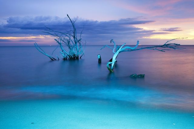Tronchi d'albero in mare aperto