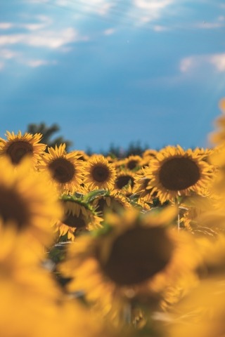 campo di girasoli
