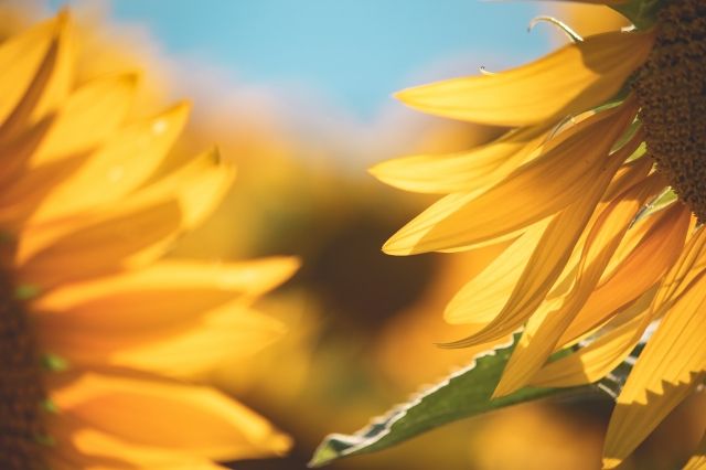 girasoli