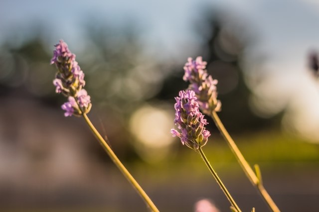 lavanda