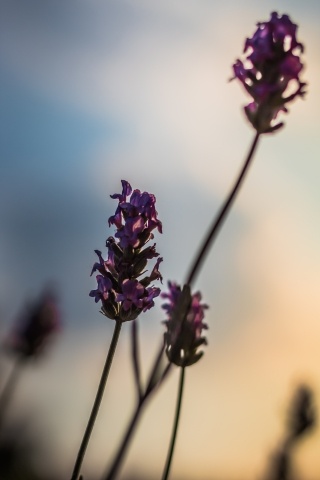 lavanda verticale