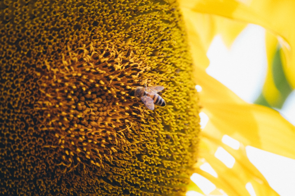 ape su girasole