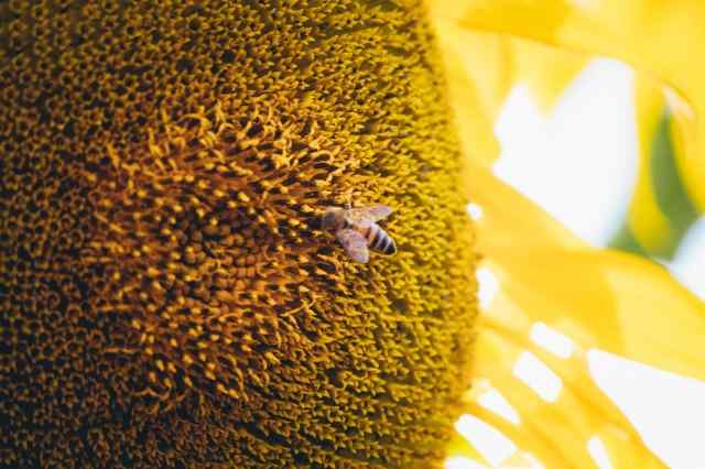 ape su girasole