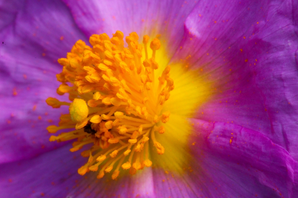 Il cuore del fiore