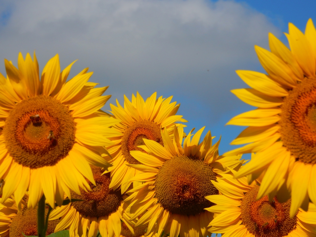 top yellow