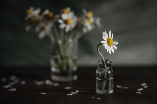 And again about daisies on the table