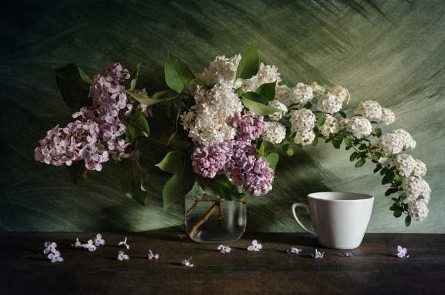 About lilac and spirea