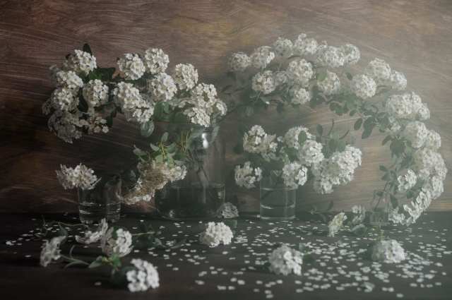 Many many spireas