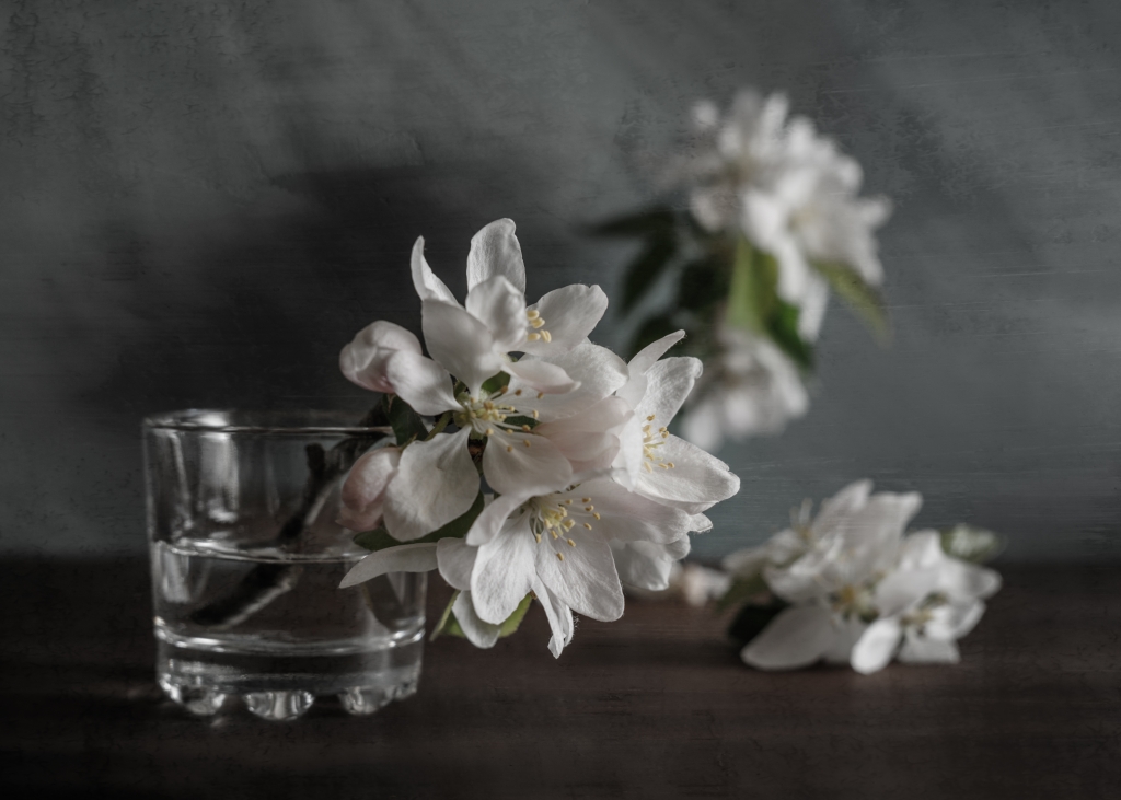 About apple tree flowers