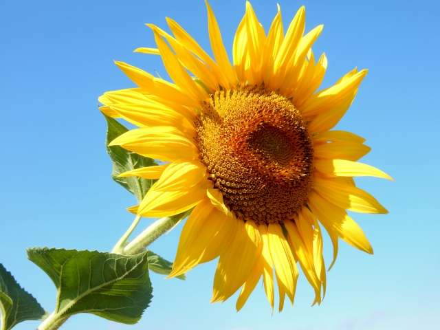 il sole nei campi