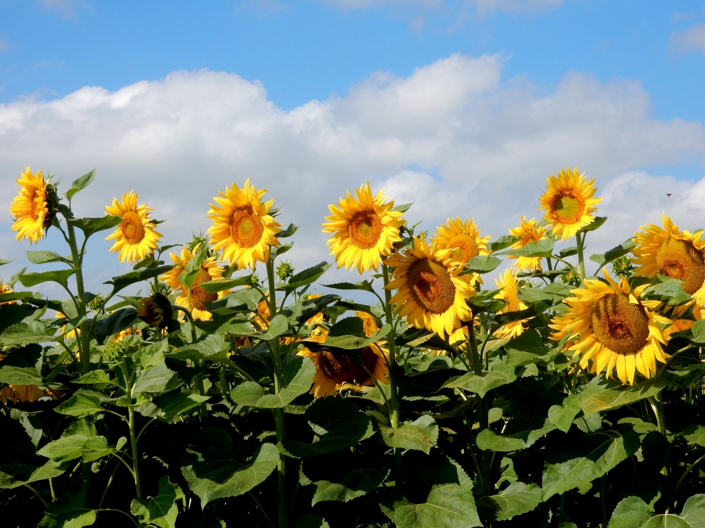 i fiori di luglio
