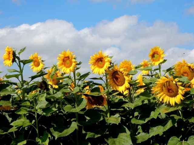 i fiori di luglio