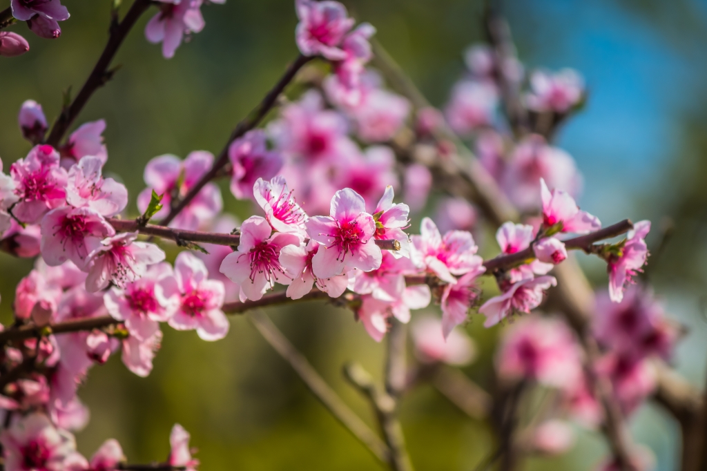 fiori di pesco