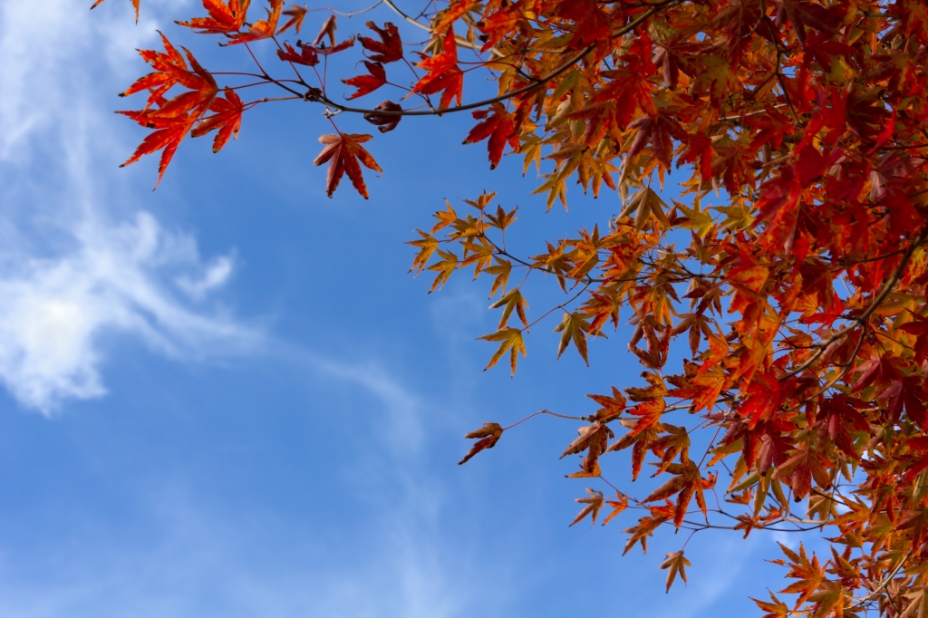 Accostamenti d'autunno