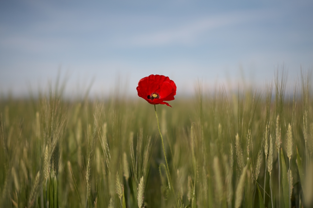 Il papavero rosso