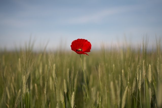 Il papavero rosso