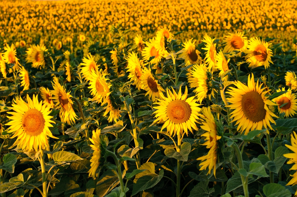 Campo di girasoli