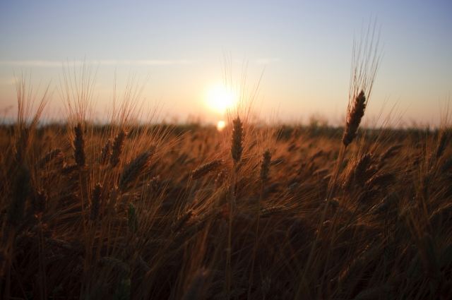 alba nel campo di grano