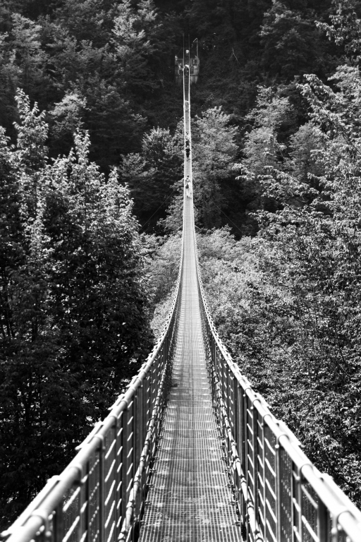 Ponte sospeso su foresta