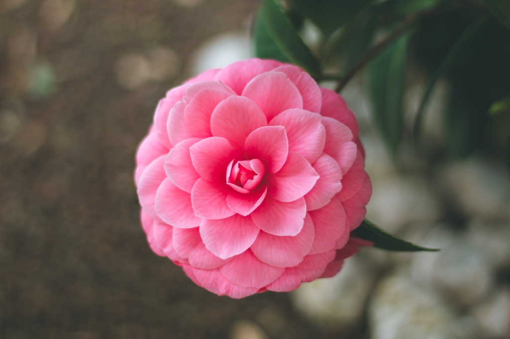 ortensia rosa