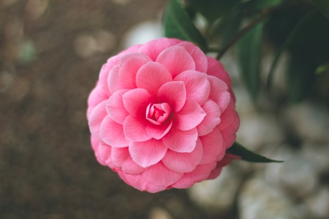 ortensia rosa