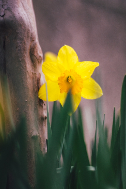 fiore giallo con tronco  marrone