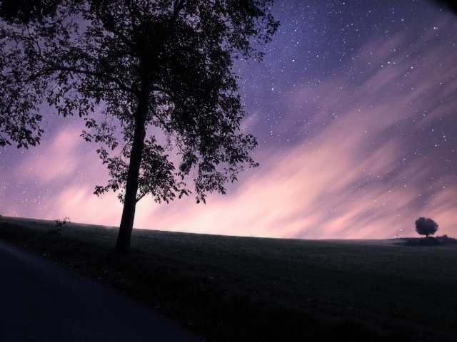 Alberi solitari
