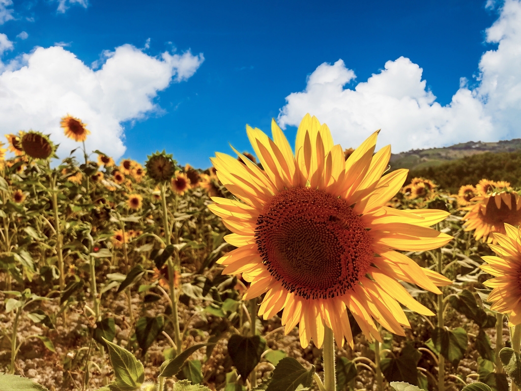 Girasole