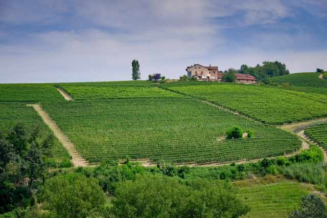 Colline delle Langhe