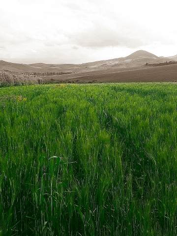 Mare di frumento
