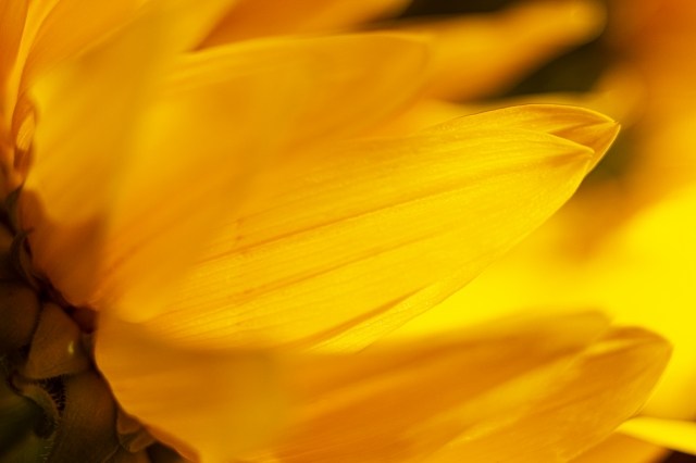 Girasole nel cuore