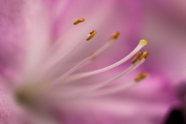 Il giallo nel rosa