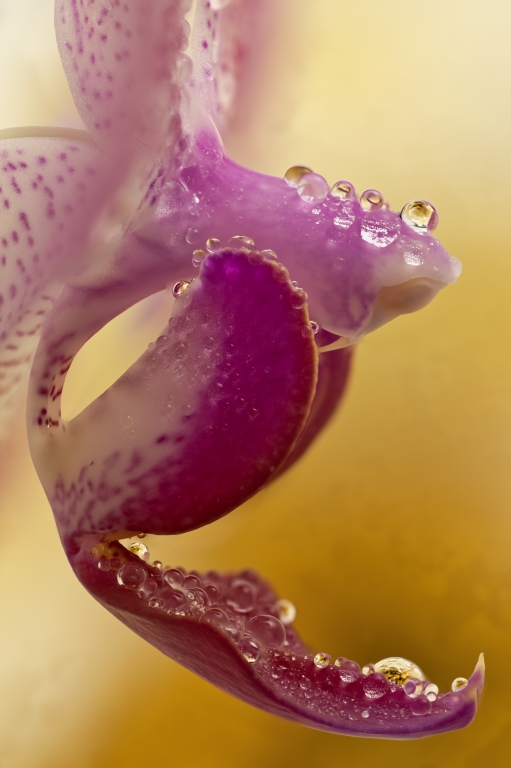 fiore di orchidea