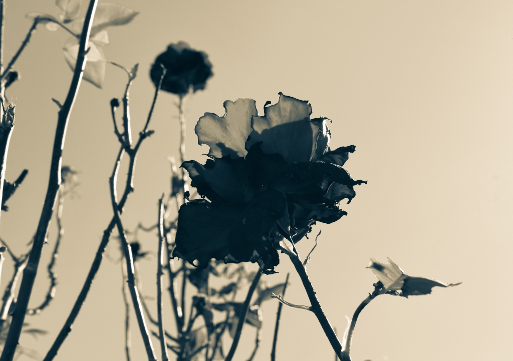 Rosa imperfetta