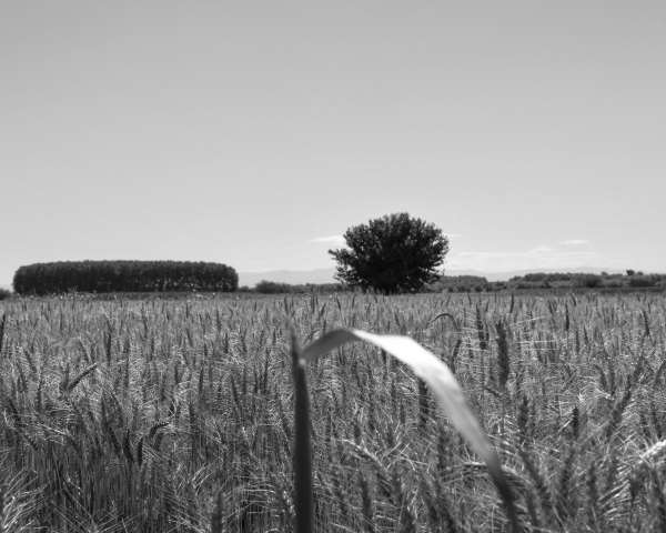 Paesaggio d’estate in bianco e nero