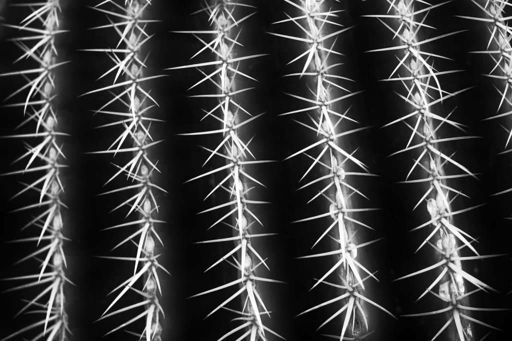 Spinoso