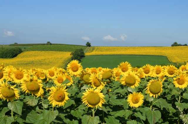 colline di girasoli · reclameimmagine