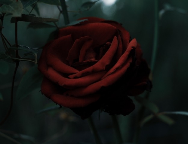una rosa di velluto