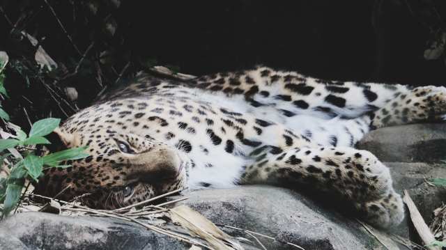 Leopardo allo zoo di Yokohama