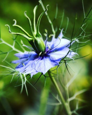 Fiore viola su sfondo verde sfocato
