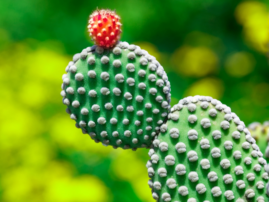 Foglie di cactus
