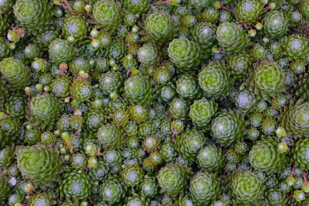 Vibrant natural green fern texture pattern.