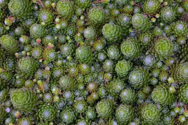 Vibrant natural green fern texture pattern.