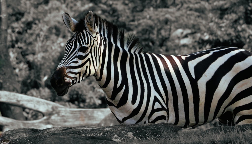 Zebra in black and white, behind a rock, at the Yokohama zoo.