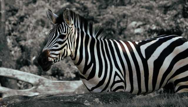 Zebra in black and white, behind a rock, at the Yokohama zoo.
